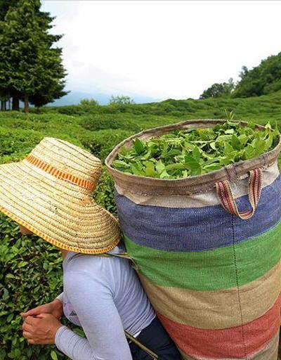 Yaş çay destekleme primi ödemeleri üreticilerin hesabına aktarıldı