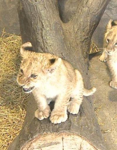 Onlar 2021in ilk yavru aslanları... İsimleri halk oyuyla belirlenecek