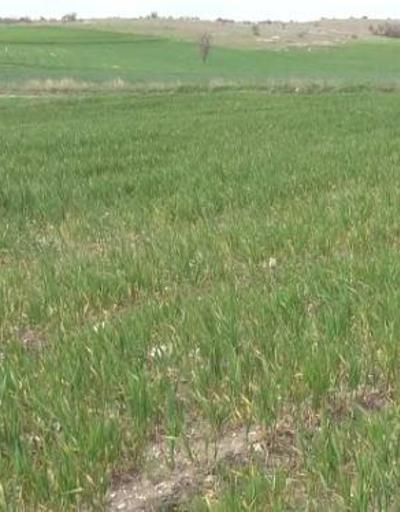 Edirnede zirai don vuran buğdayda yüzde 40 verim kaybı bekleniyor
