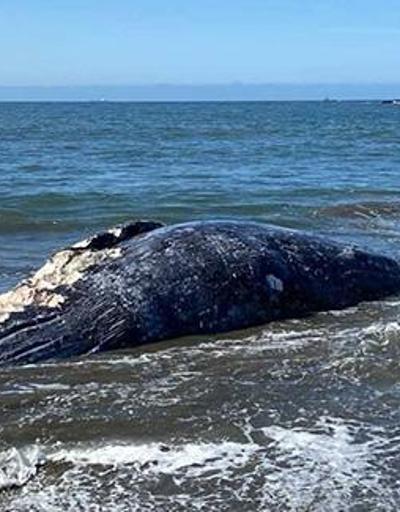 Kaliforniya’da 8 gün içinde 4 gri balina cesedi bulundu