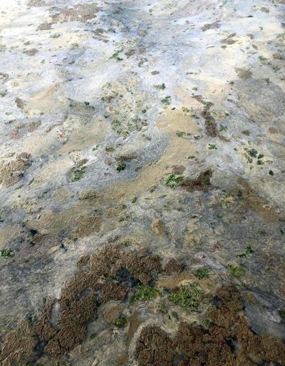 Gemlik sahili plankton patlaması ile bembeyaz oldu
