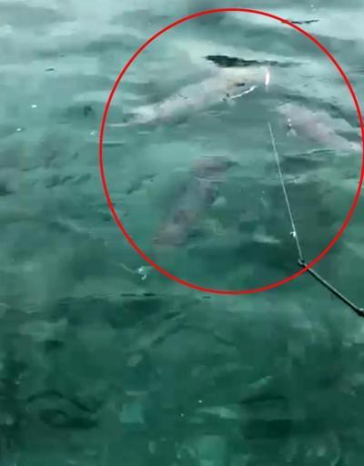 Lara sahilinde zehirli balon balığı sürüsü görüntülendi