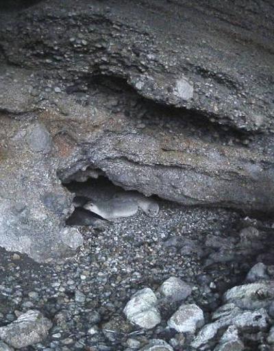 Gökovada kıyı mağarasında ilk kez 5 fok aynı anda görüntülendi