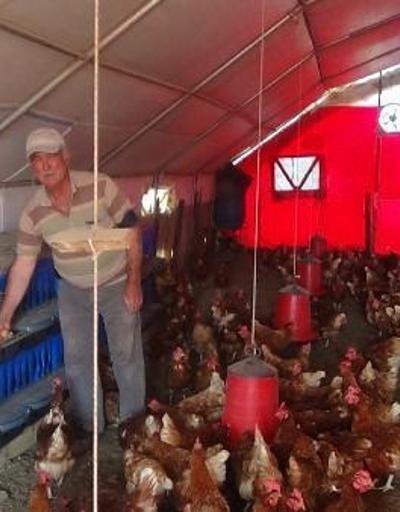 Emekliliğinde boş oturmaktan sıkılınca tavuk çiftliği kurdu