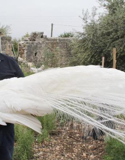Hobi için tavus kuşu beslemeye başladı, şimdi tanesini 2 bin liradan satıyor