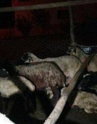 Başıboş köpekler 12 koyunu öldürdü 2sini yaraladı