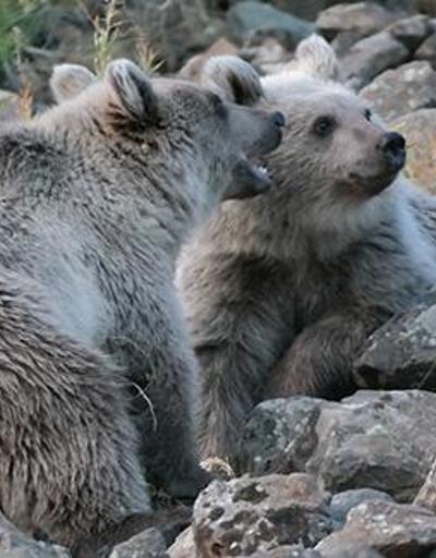 Nemrut Krater Gölü yakınlarındaki ayılarla ilgili uyarı
