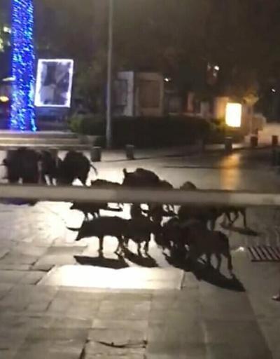 Bodrumda aç kalan domuz sürüsü Belediye Meydanına indi