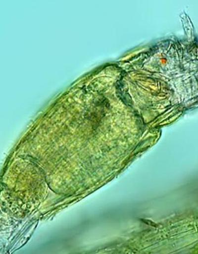 Sibiryada keşfedildi: Donmuş tabakadaki mikroskobik canlı 24 bin yıldır hayatta