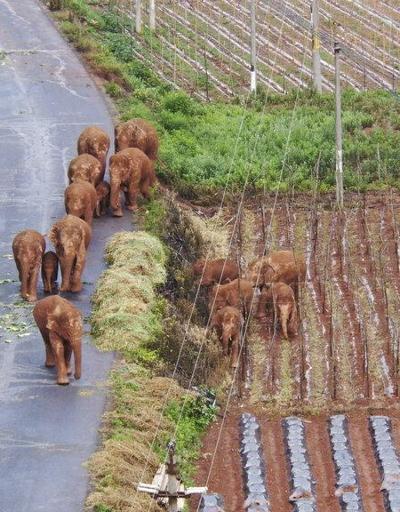 Fillerin gizemli göçü: 12 gün sonra ilk kez dinlendiler