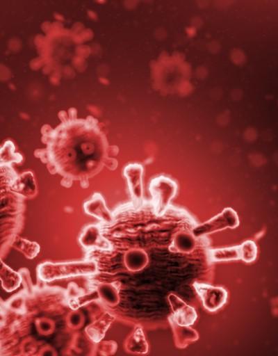 Çinde yeni araştırma: Yarasalarda COVID-19a benzer ikinci virüs bulundu