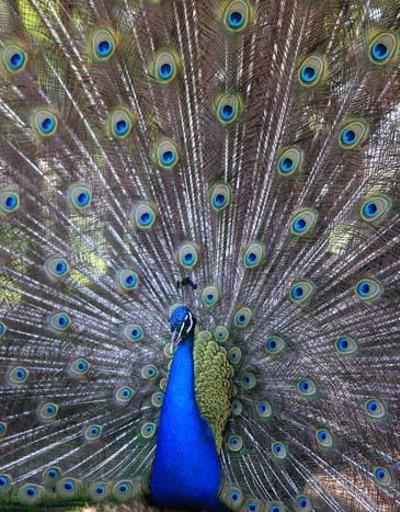 Antalya Müzesinin renkli kanatları ziyaretçilere görsel şölen sunuyor