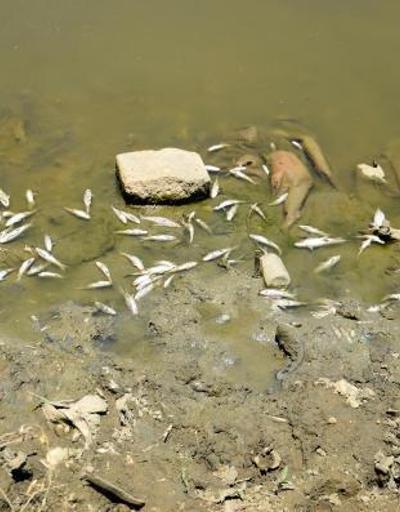 Karasu Nehrinde balık ölümleri korkutuyor