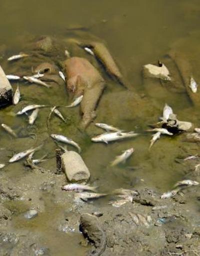 Karasu Nehrinde balık ölümleri korkutuyor