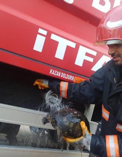Yangında alevlerin arasında kalan kaplumbağayı itfaiye eri kurtardı
