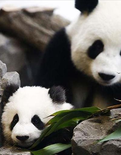 Çin dev pandaların tehlike altındaki tür sınıflandırmasından çıkarıldığını bildirdi