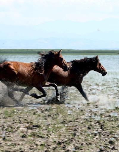 Yılkı atları, Kızılırmak Deltasına ayrı bir güzellik katıyor