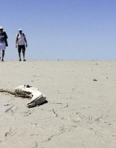 Ölümlerden sonra flamingolar Tuz Gölü’ne gelmeyebilir