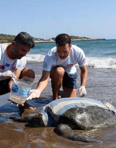 Kıyıya vuran yaralı yeşil deniz kaplumbağası tedaviye alındı
