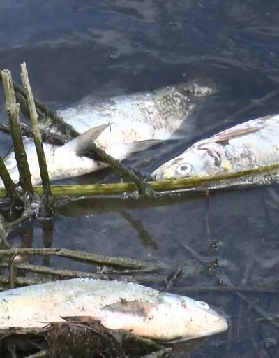 Alibeyköy Barajında korkutan balık ölümleri