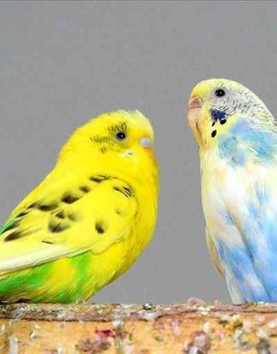 Muhabbet Kuşu İsimleri - Erkek Ve Dişi Muhabbet Kuşlarına Ne İsim Konulabilir