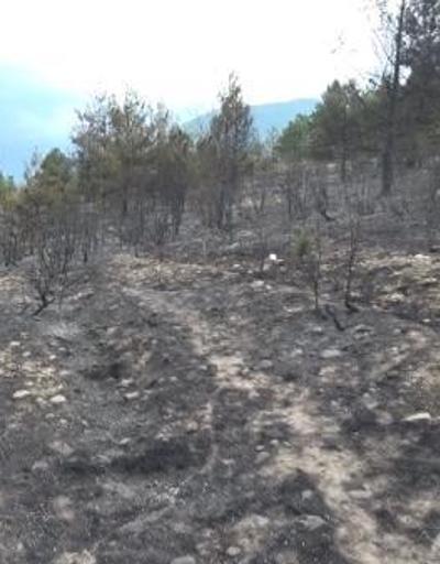 Karabük’te 13 saatte söndürülen orman yangınında 45 hektar alan yandı