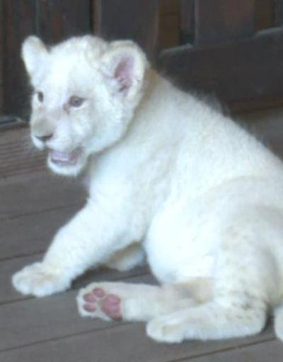 Türkiyede doğan ilk beyaz aslan