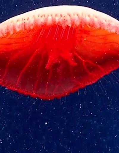 Kırmızı denizanası ilk kez görüntülendi