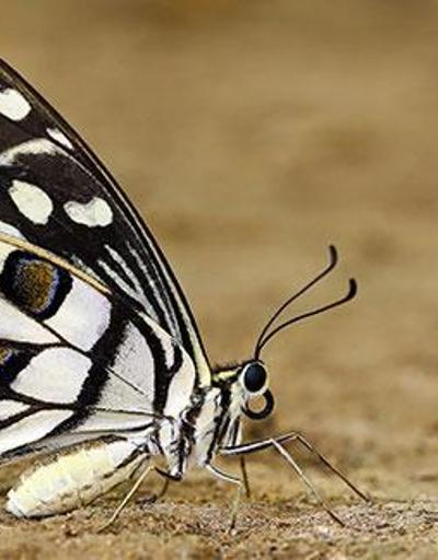 KKTCde Nusaybin Güzeli kelebeği görüntülendi
