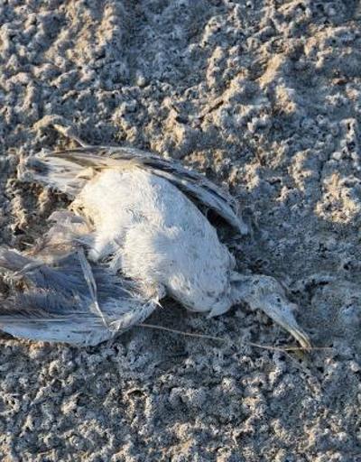 Düden Gölünde yavru martı ölümü