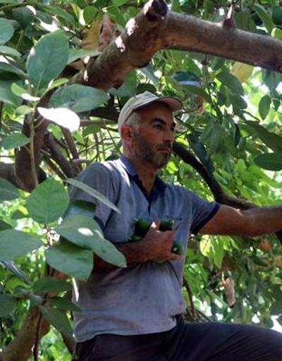 Hırsızlar, avokado üreticilerini bezdirdi