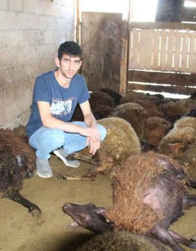 Kurt ağıla girdi; 40 koyun öldü, 6 koyun yaralı