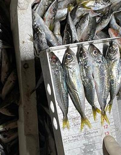 Balık haline boy baskını: 8 ton 795 kilogram balığa el konuldu