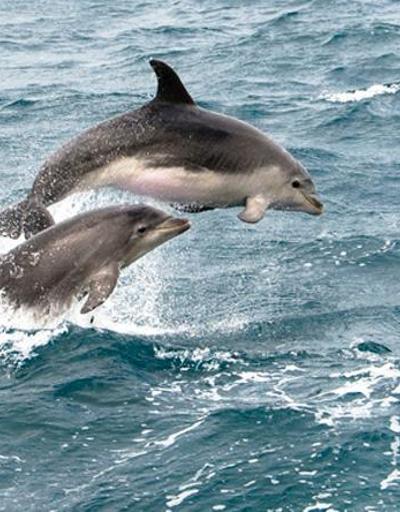 Faroe Adaları’ndaki festivalde 1500e yakın balina ve yunus katledildi