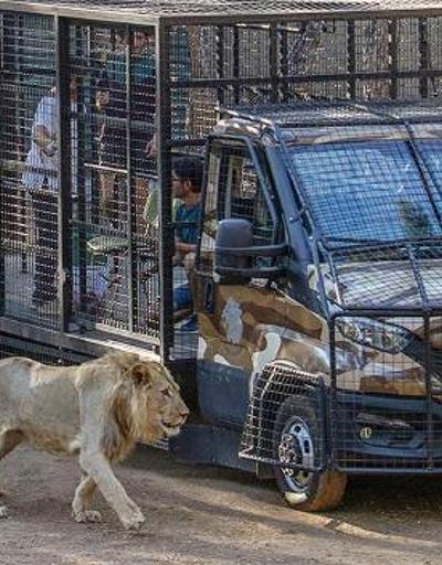 Antalyada telli kamyonetle aslan safarisine tepki