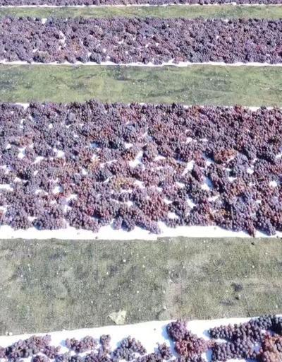 Üzümler halı sahada kurutuluyor