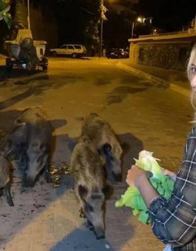 Fethiye merkezine inen domuzları, turistler ve halk elleriyle besliyor