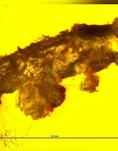 Tesadüfen keşfedildi: 16 milyon yıllık kehribarın içinde bilinmeyen bir su ayısı türü keşfedildi