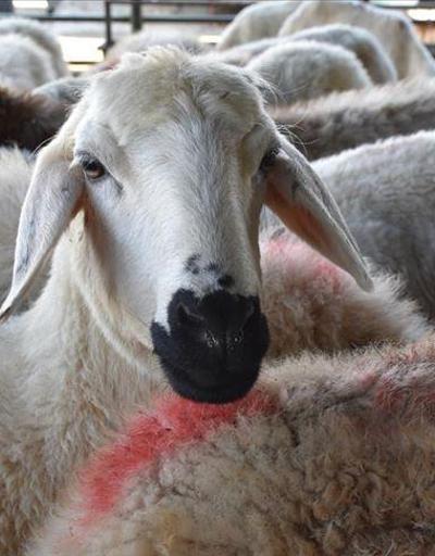 Bakan Pakdemirliden koyun ve keçi yetiştiricilerine müjde