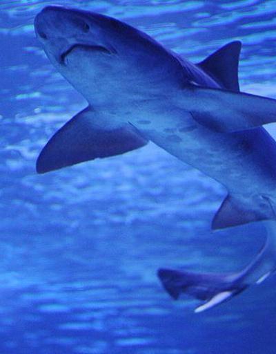 Avustralya’da köpek balığı saldırısına uğrayan bir kişi yaralandı