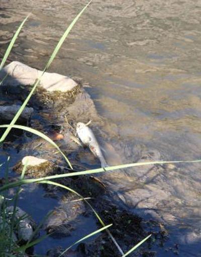 Su seviyesi azalan Dicle Nehri’nde ölü balıklar kıyıya vurdu