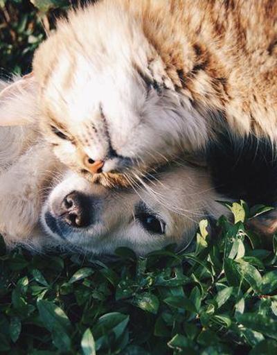 Evcil hayvanlar zihinsel sağlığınızı nasıl iyileştirebilir