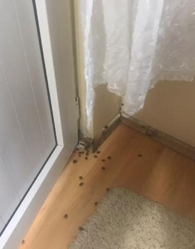 İstanbulda kokarca böceği kabusu