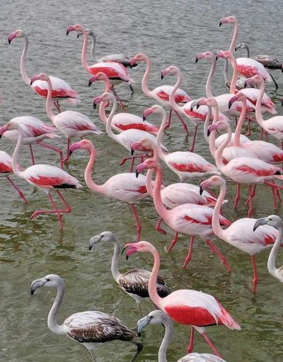 Kuş cenneti Bafa Gölünde korkutan görüntü