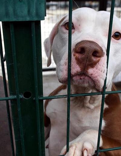 25 yasaklı ırk köpek barınakta hapis hayatı yaşıyor