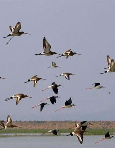Avrupada kuş nüfusu 40 yılda 600 milyon eksildi