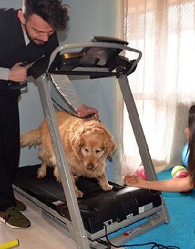 Obez köpek Paşa 30 kilo vermeyi başardı