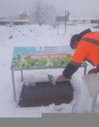 Akşehirde belediyeden sokak hayvanlarına yem ve mama desteği