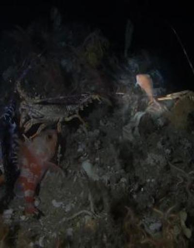 Avustralya’da 22 yıl aradan sonra pembe el balığı kameraya takıldı