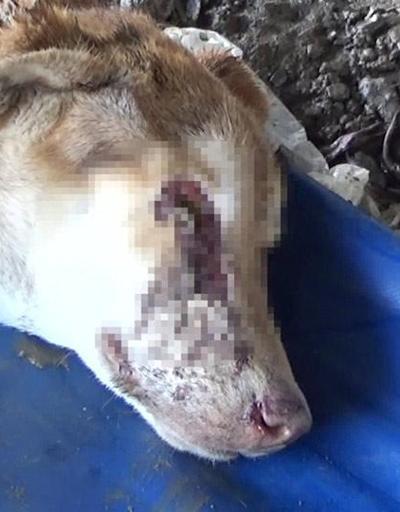 Zonguldakta köpeğe kan donduran işkence | Video Haber